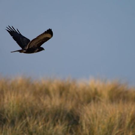 Appartement Seabird Zandvoort Buitenkant foto